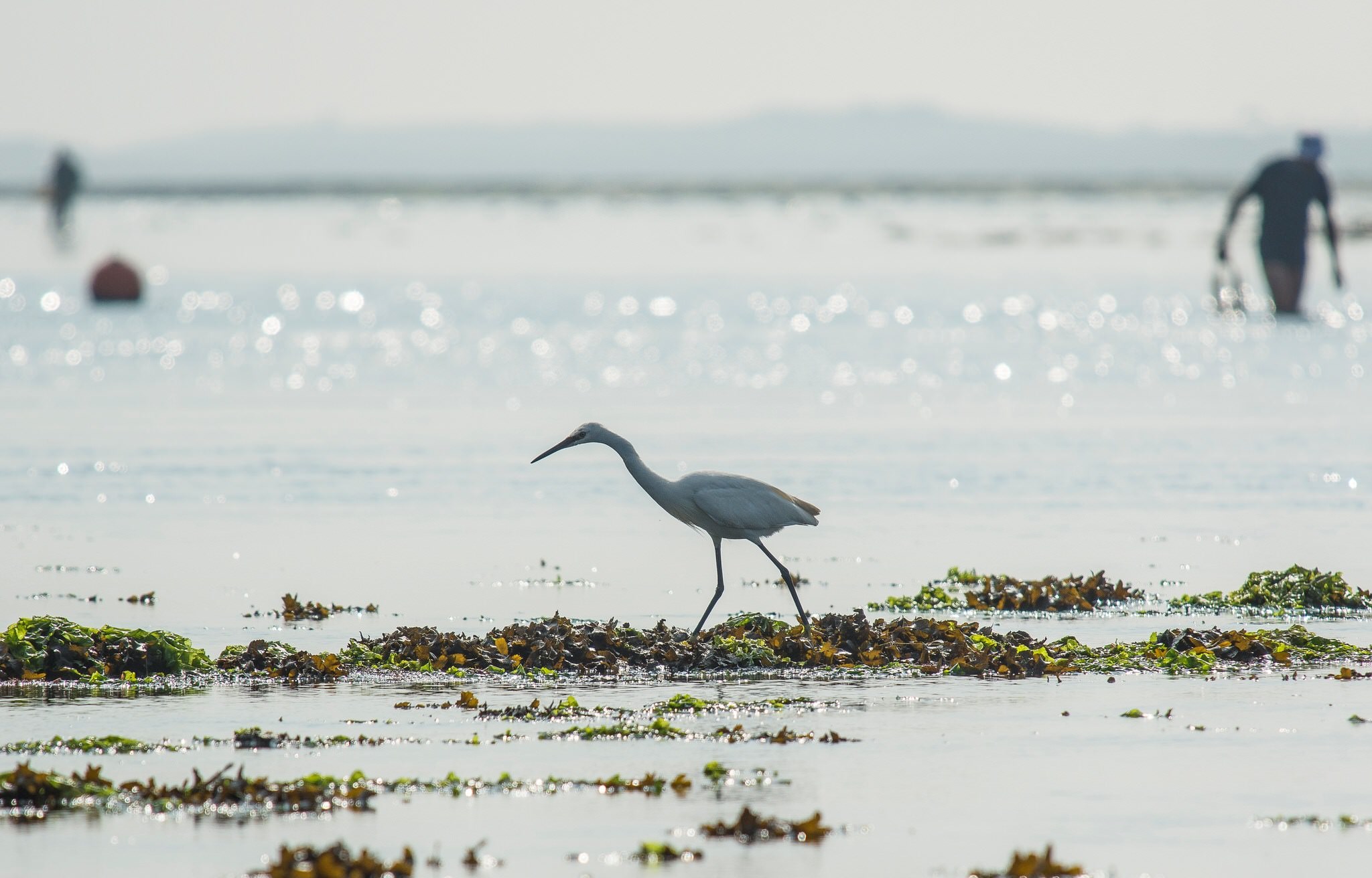 Aigrette dans la petite mer de Gâvres