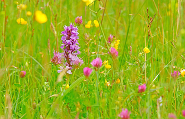 Les fleurs des prairies au printemps.