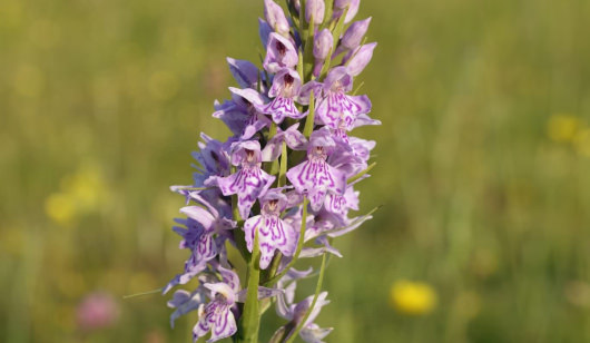 Orchidée sauvage dans les prairies le long de la Ria d'Etel à Landévant.